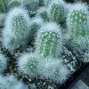 Echinocereus_ nivosus